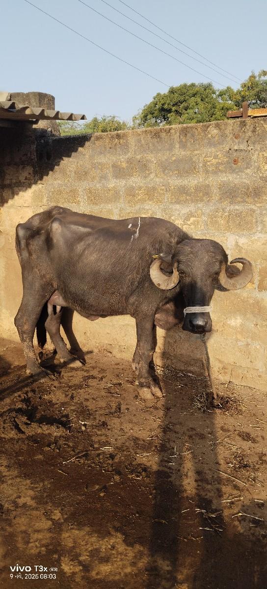 બીજા વેતર ની ભેંસ