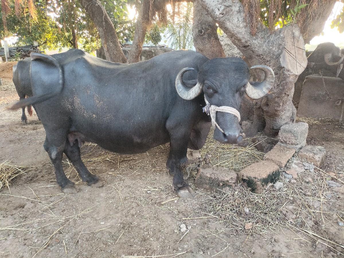 થંબનેલ 2