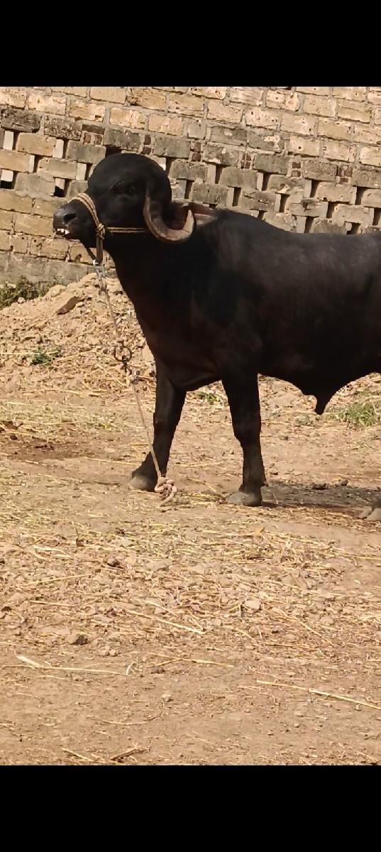 થંબનેલ 2