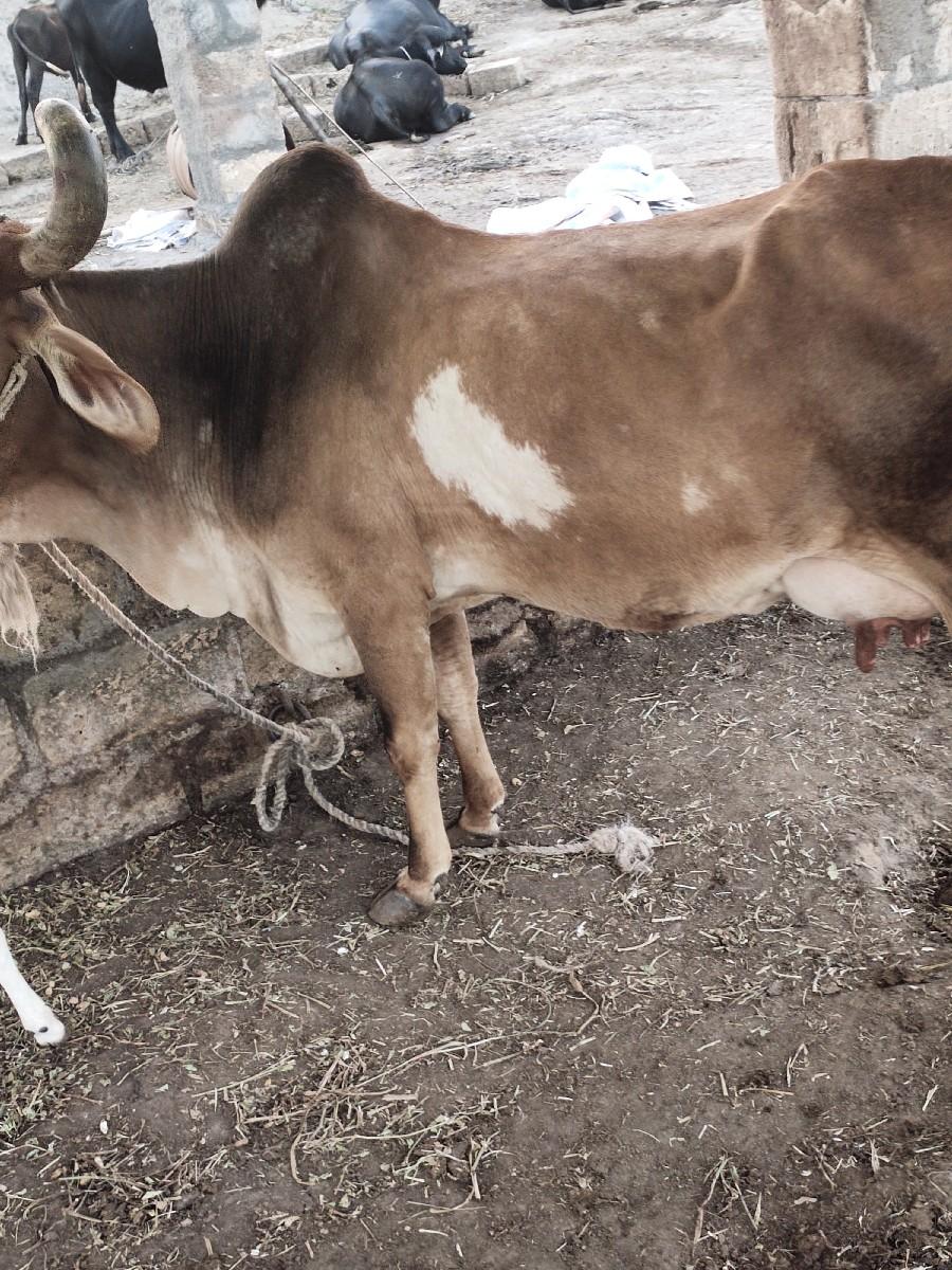 થંબનેલ 2