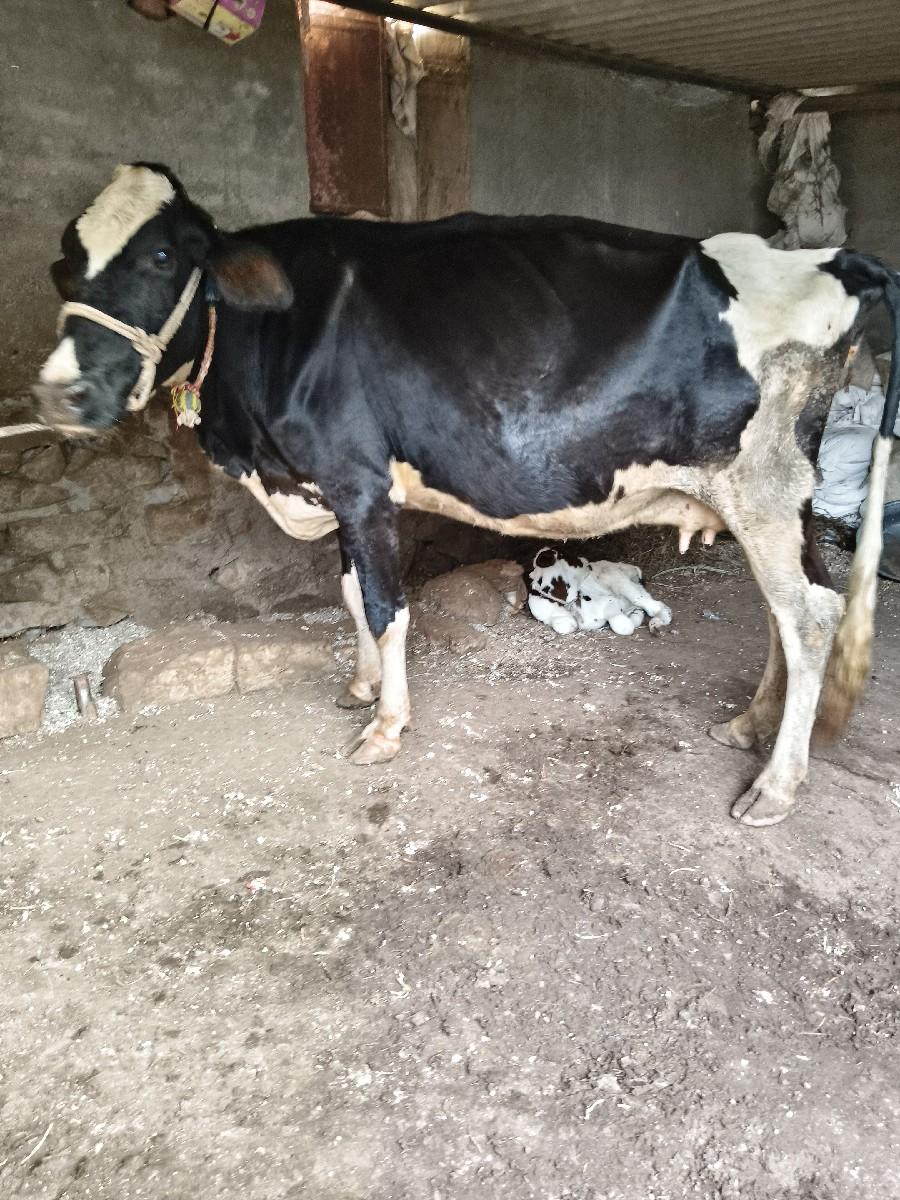 થંબનેલ 3