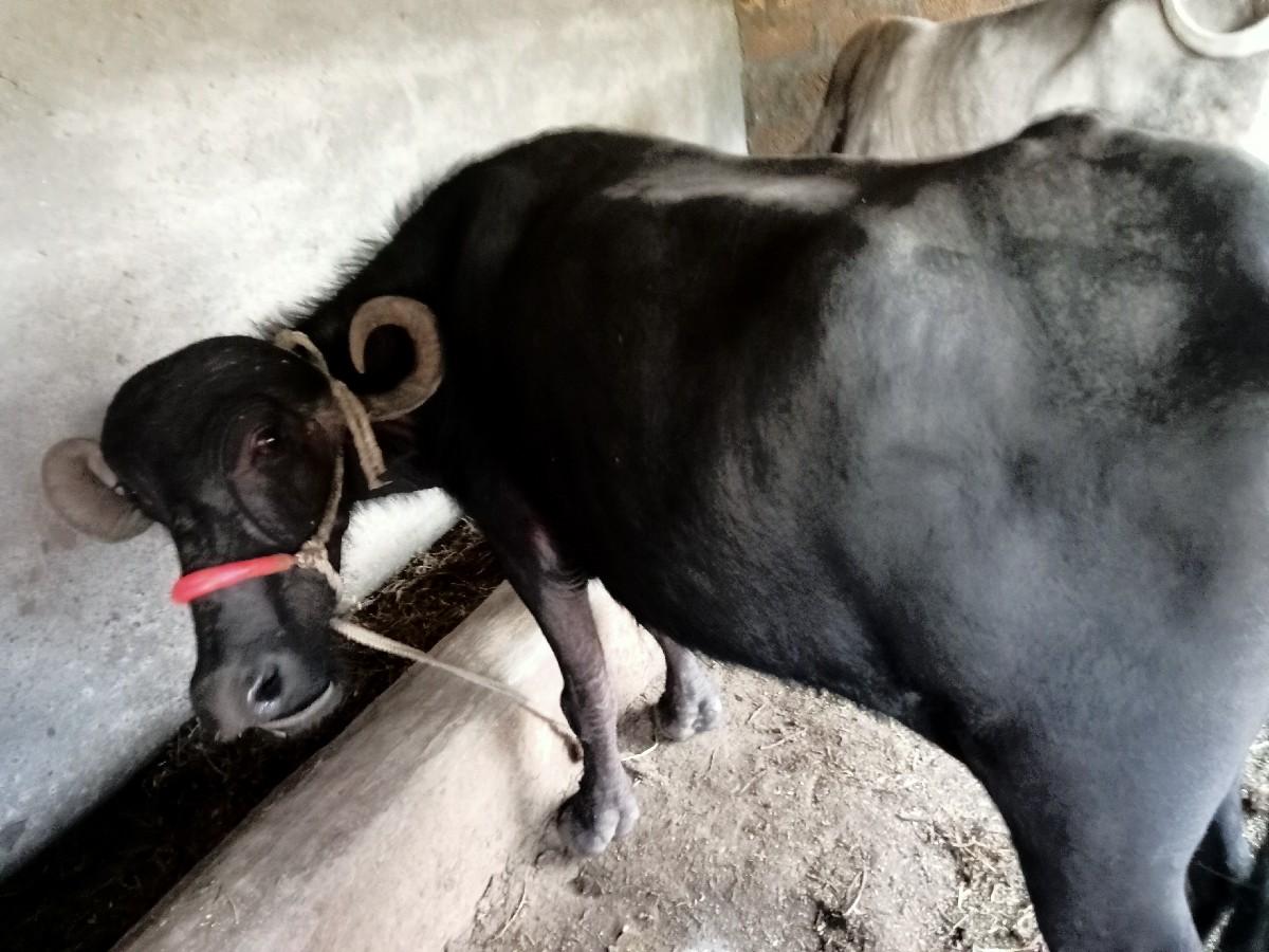 થંબનેલ 2