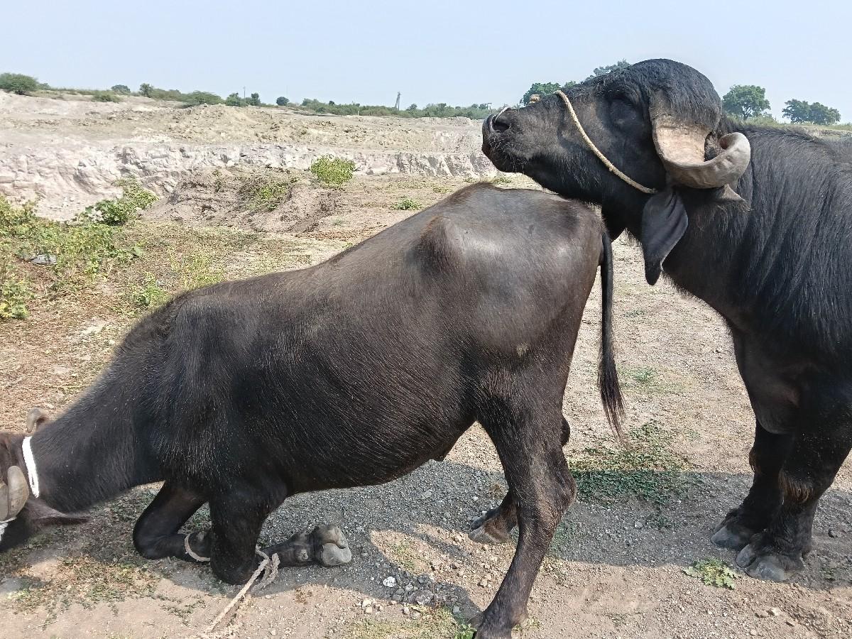 દાવ પાડો વેચવાનો છે છ દાતે છે