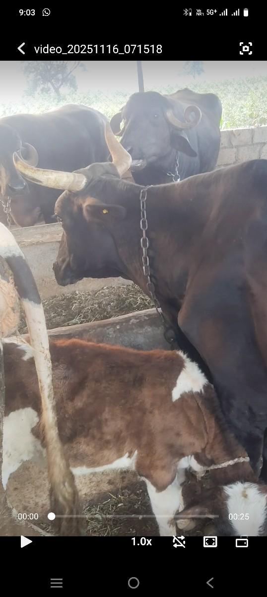 9.5 હાજરમા છે