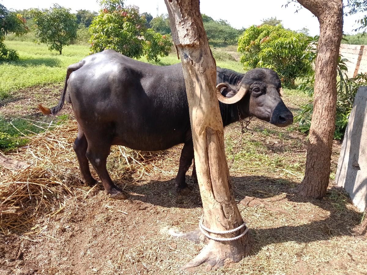 ભેંસ વેચવાની છે