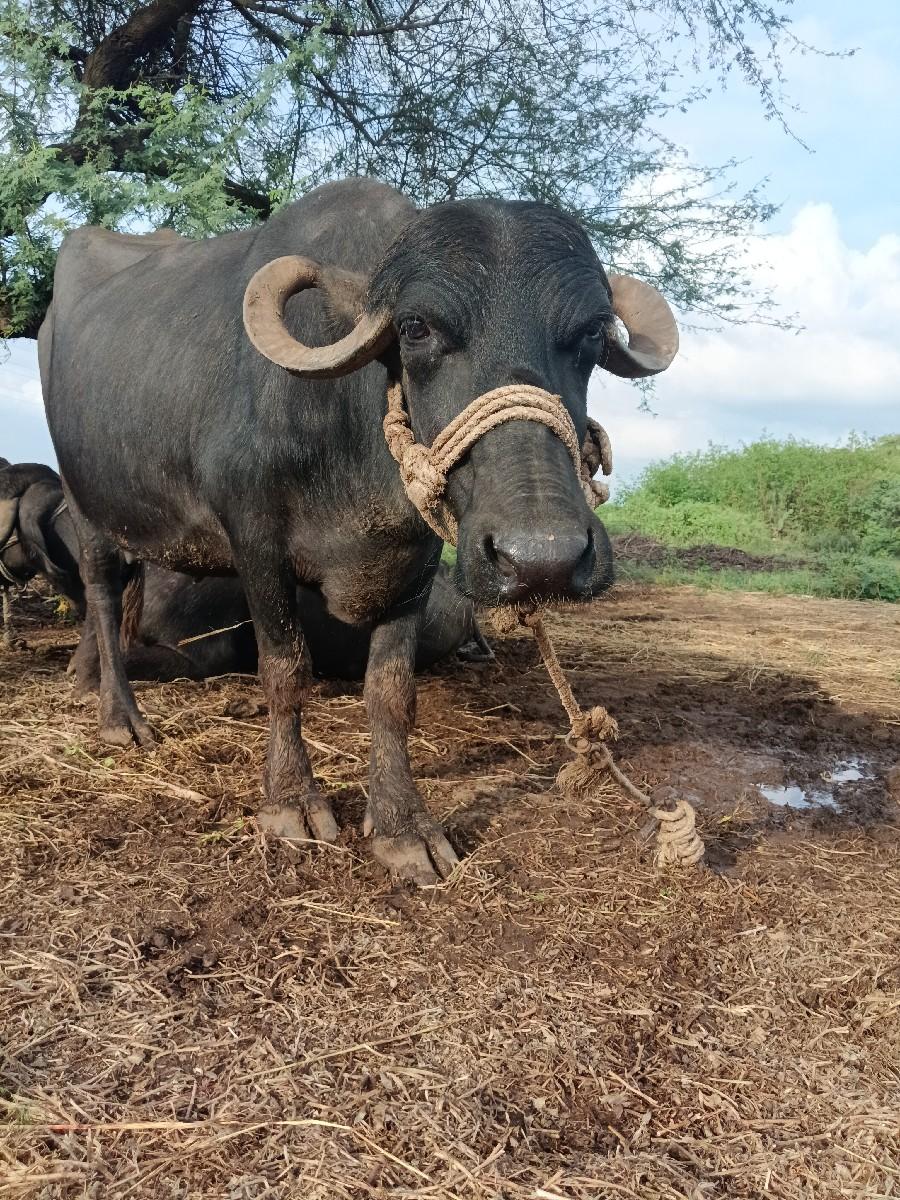 3 વેતર ની છે