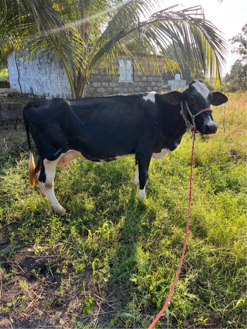 ત્રીજા વેતર ની ગાય વેચવાની છે