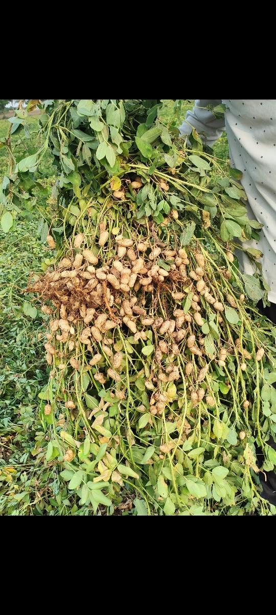 20 નંબર મગફળી વેચવાની છે