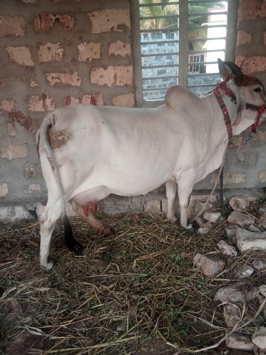 થંબનેલ 2