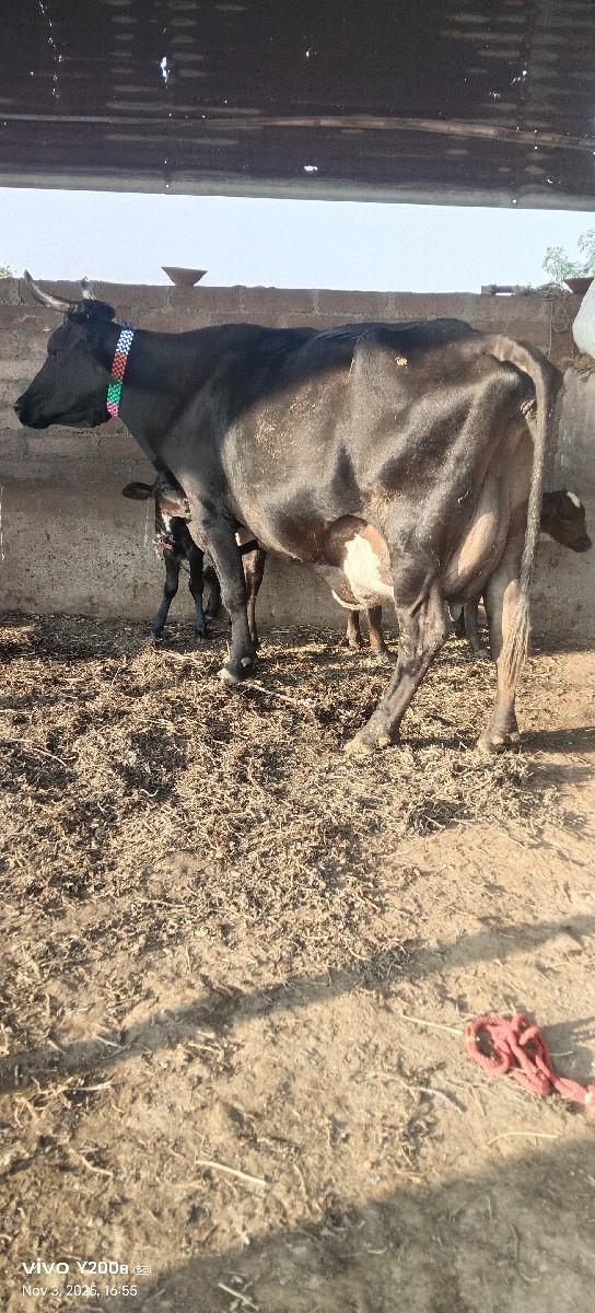 થંબનેલ 2