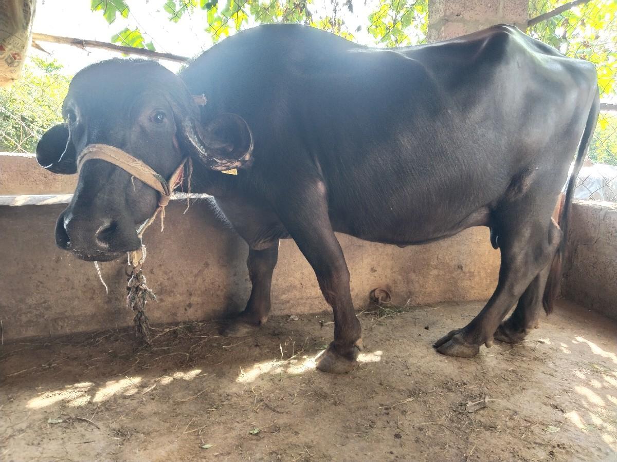 થંબનેલ 2