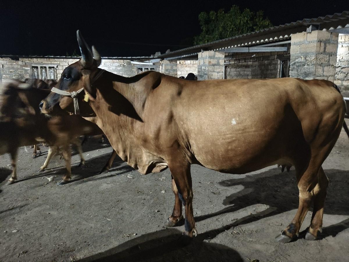 ગાય વેચવાની છે કૌંસ એશબ