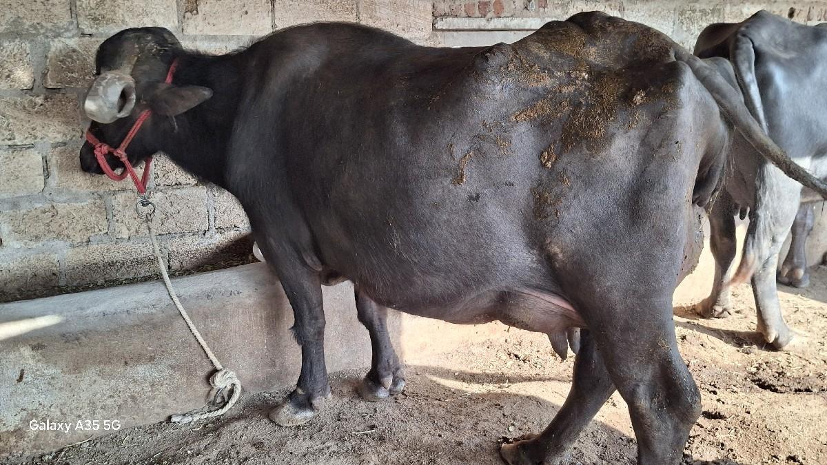 વેચવાની છે