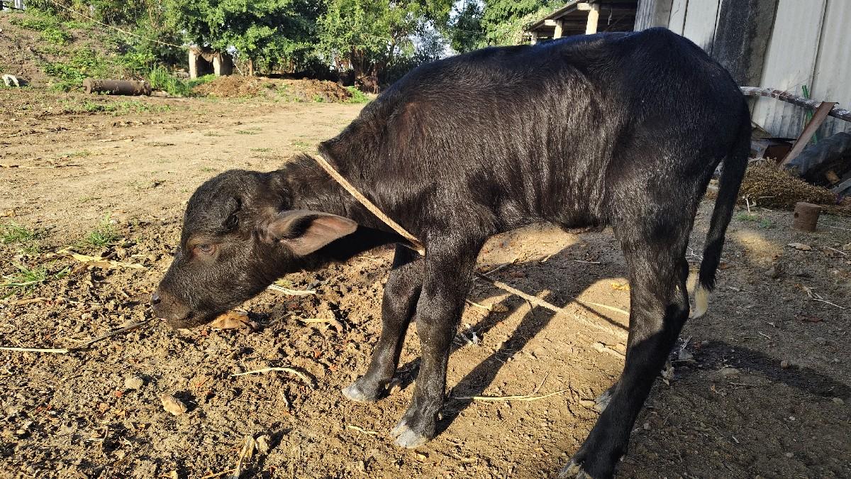 થંબનેલ 3