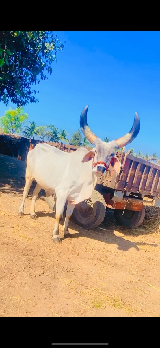 બળદ વેચવા વાના છે