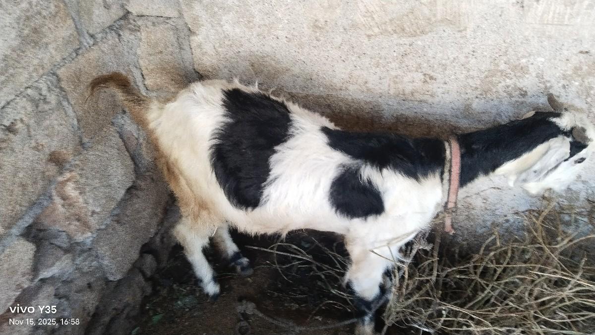 Bakri bechwani se kimat 8000