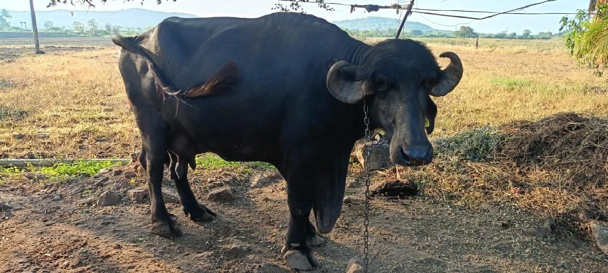 આ નંબર ઉપર ફોન કરવો 8320637402