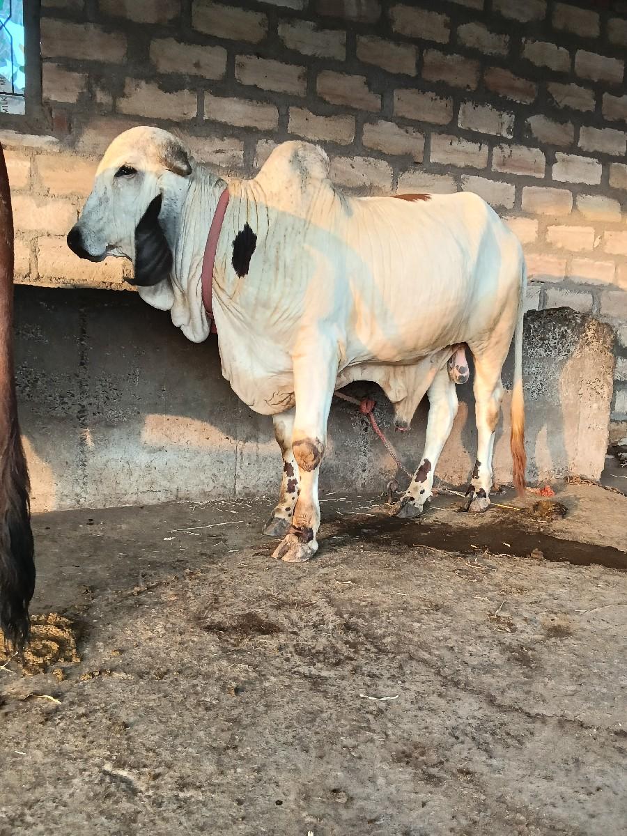 ખુટ ગીરવેચવાનો છે