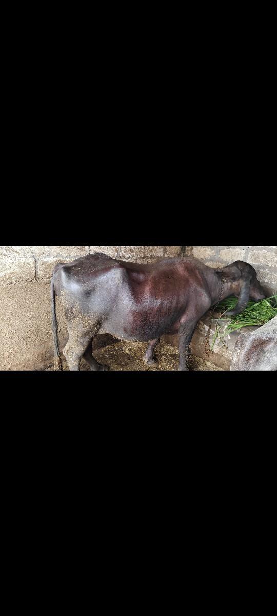 ત્રિજુ વેતર ગાભણ