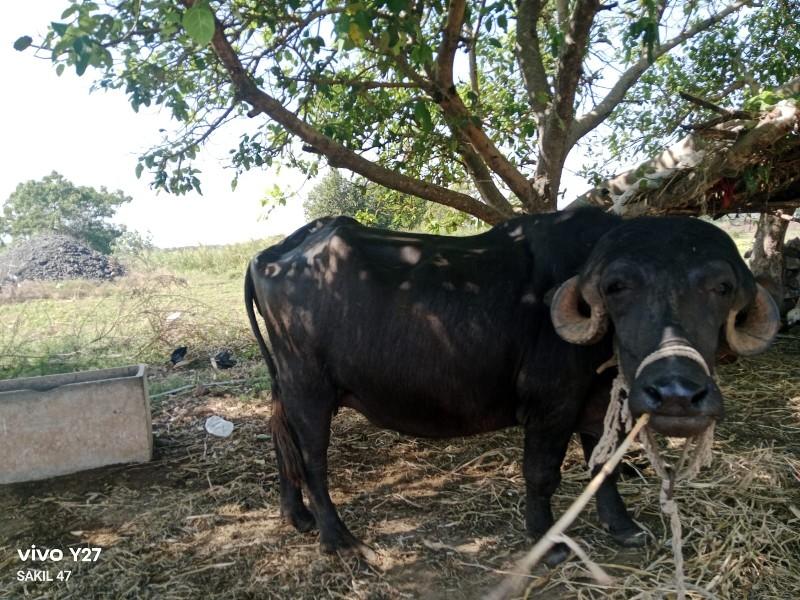 વેચવા ની છે