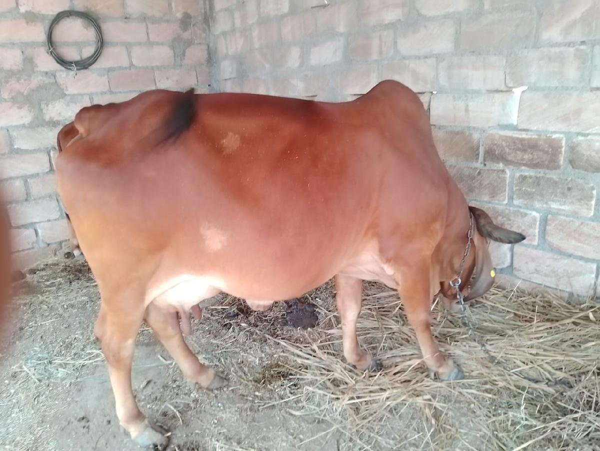 થંબનેલ 2