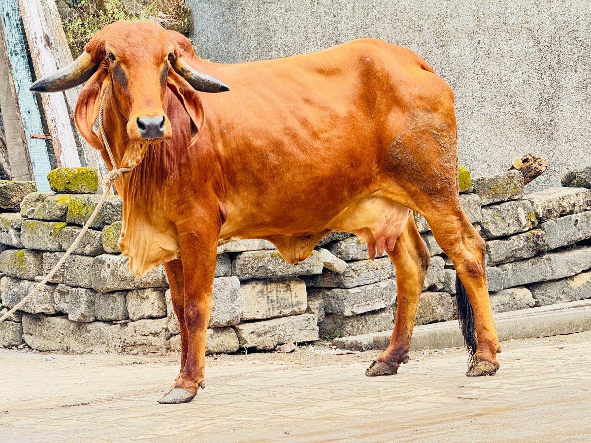 થંબનેલ 3