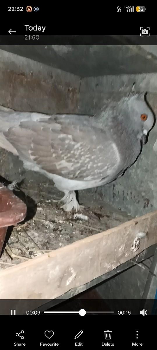 વેચવાના છે કબુતર