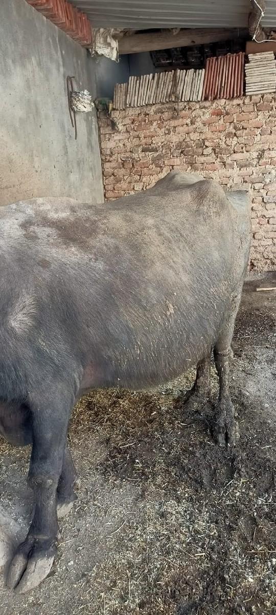 થંબનેલ 3