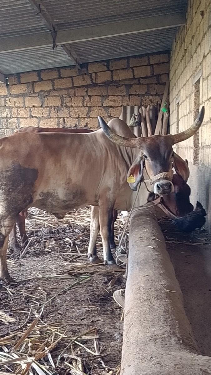 થંબનેલ 2