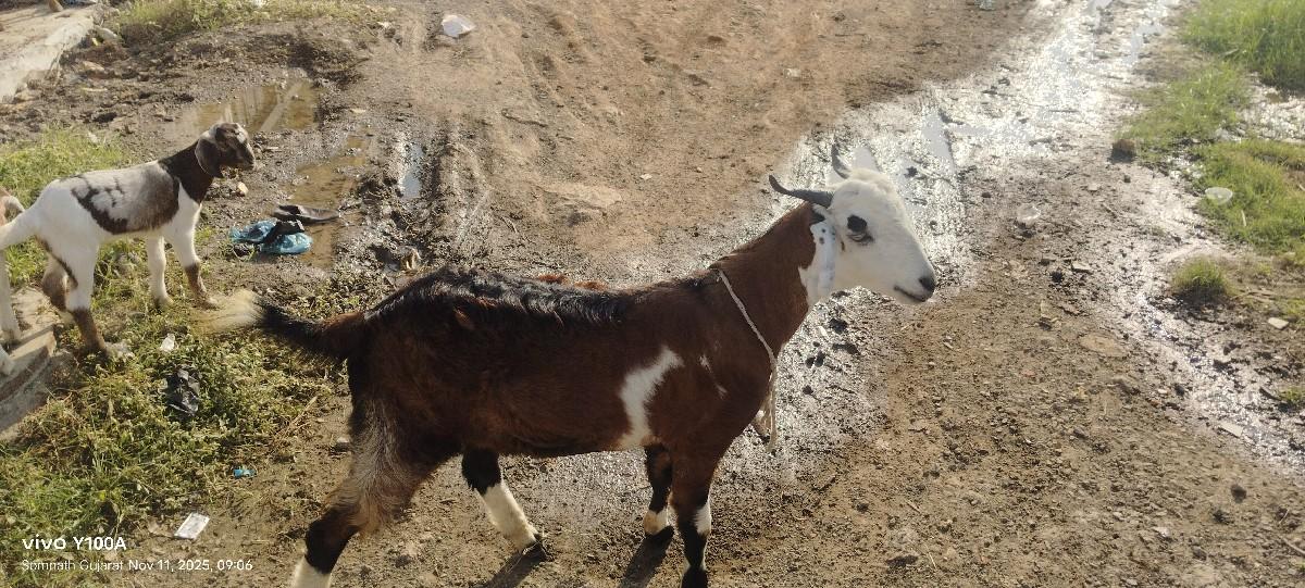 થંબનેલ 3