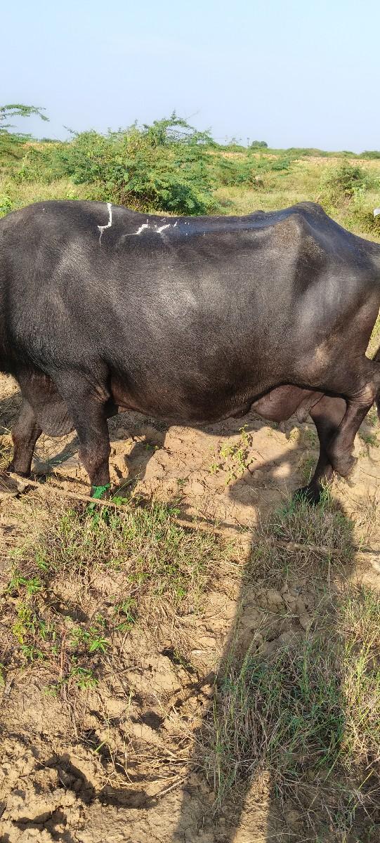 થંબનેલ 2