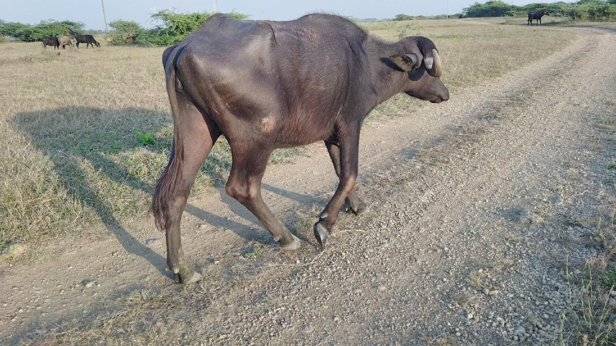 થંબનેલ 2