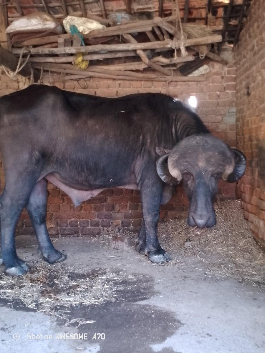 થંબનેલ 3