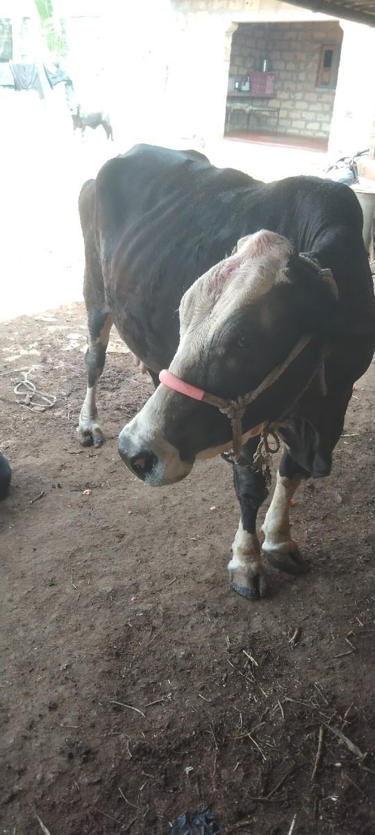 ગાય‌ વેશવાનીશે