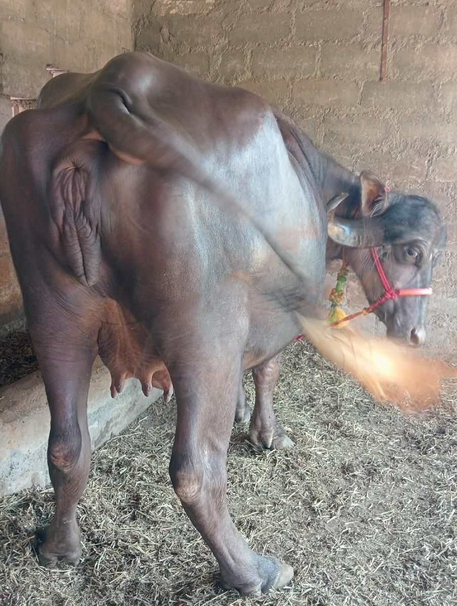 થંબનેલ 3