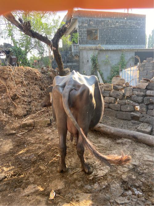 ભેંસ વેશવાની છે