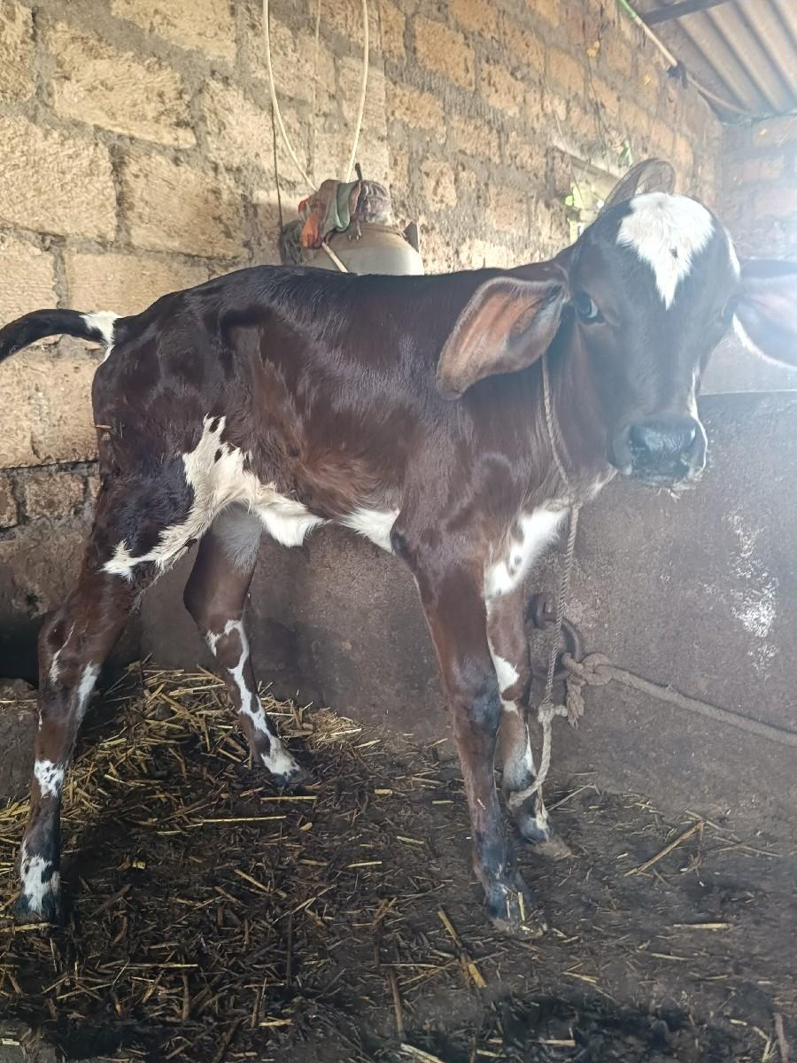 થંબનેલ 2