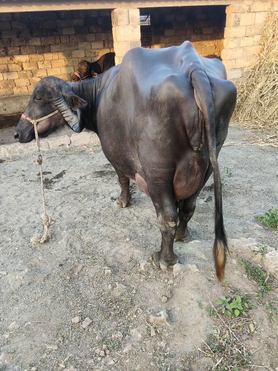 ભેંસ વેચવાની છે