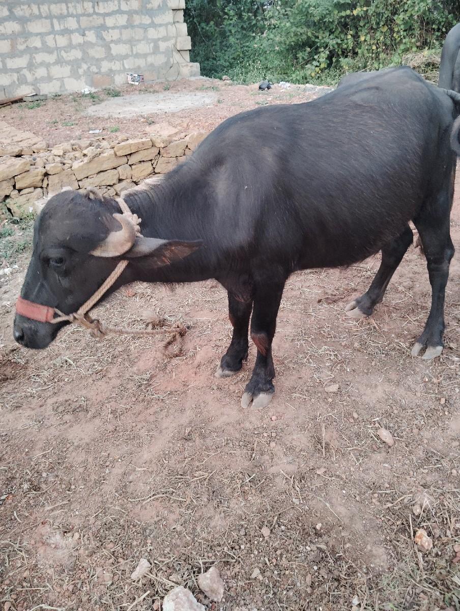 વેચવાની છે