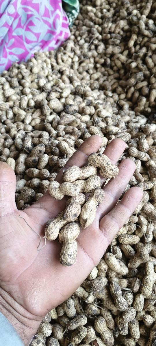 39 નંબર માંડવી