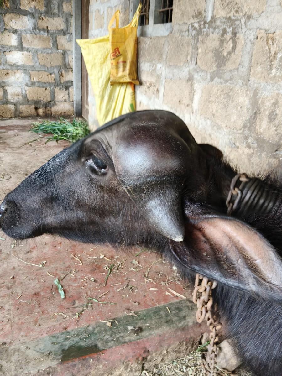 થંબનેલ 3