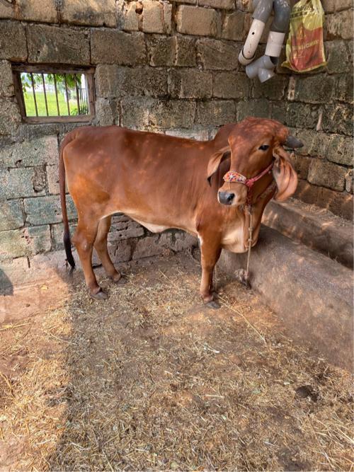 થંબનેલ 3