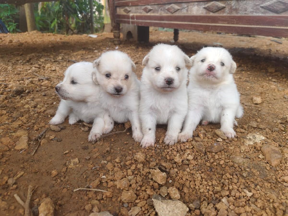 વેછવાના