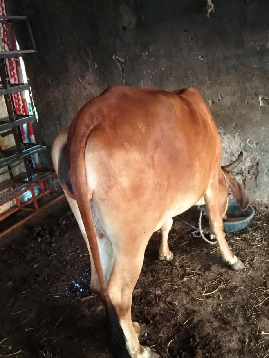 થંબનેલ 3