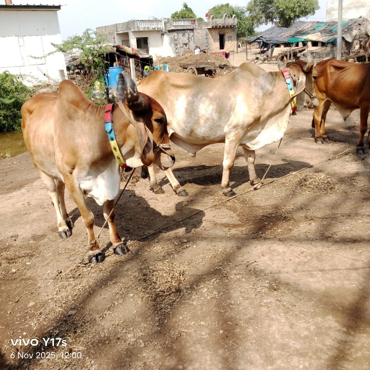 થંબનેલ 2