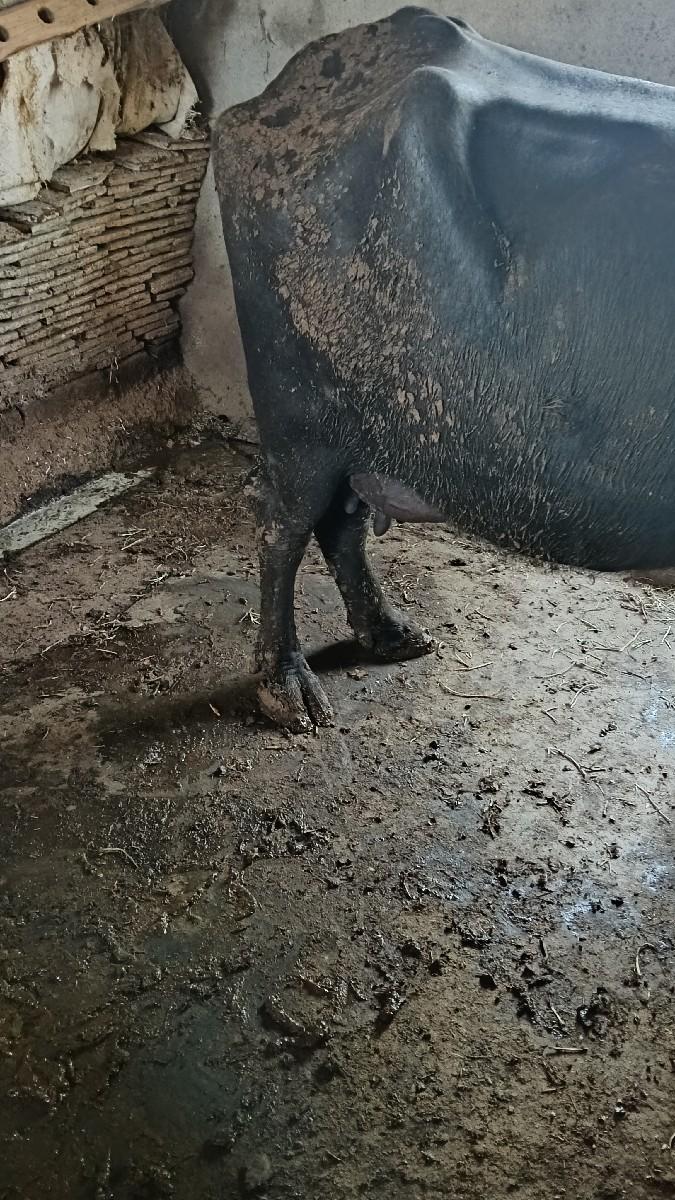 ભેંસ વેચવાની છે