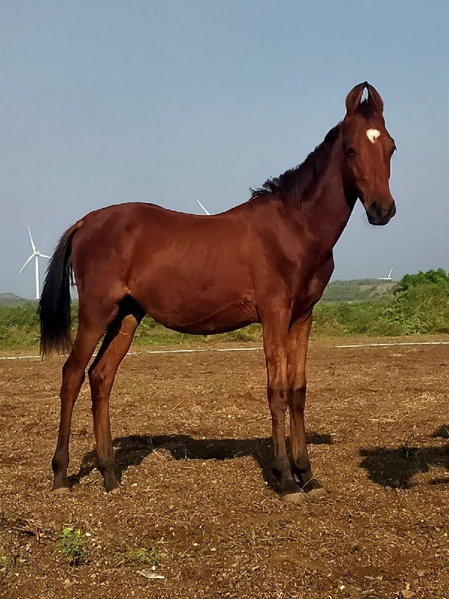 વસેરો વેસવા નો છે