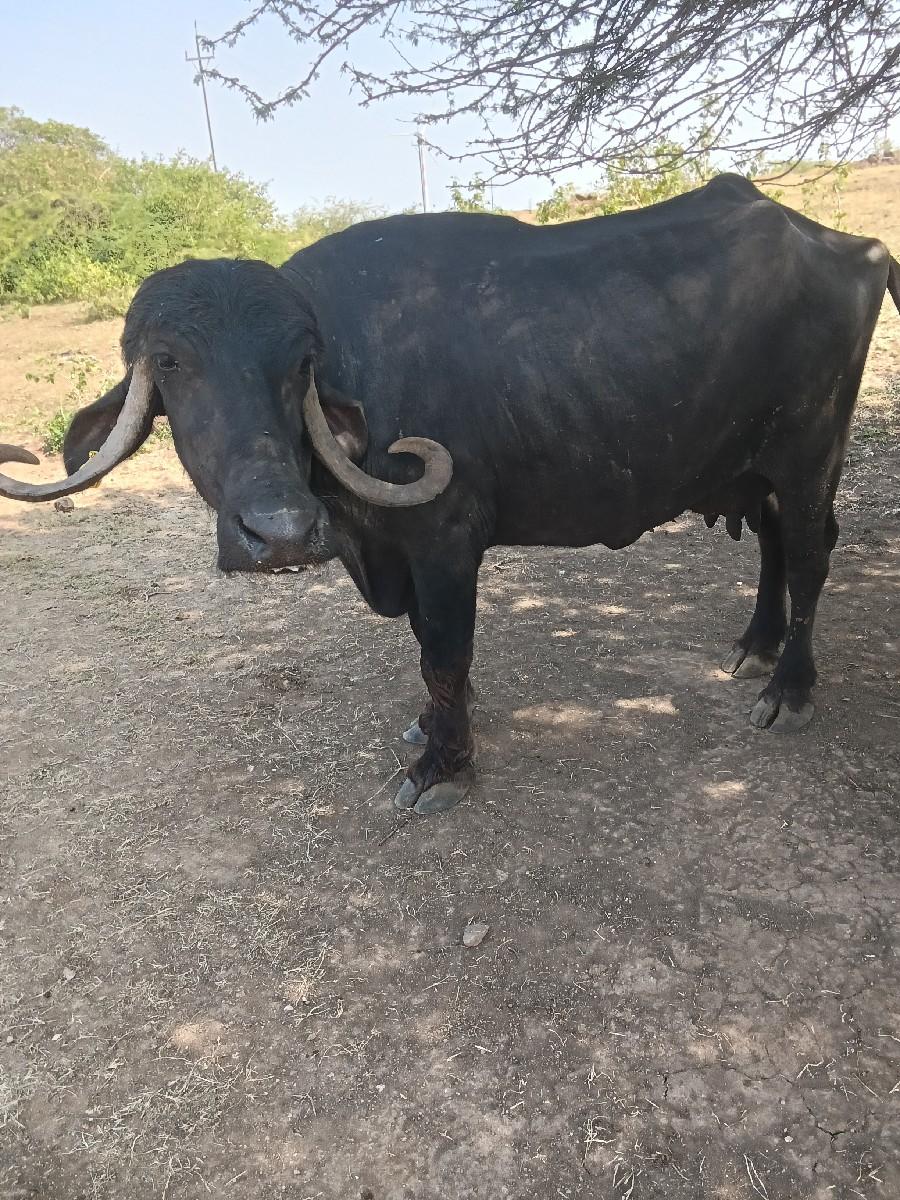 થંબનેલ 3