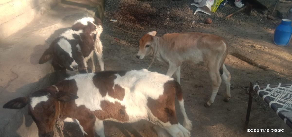 4 ગાયો વેશવાની છે  ahf