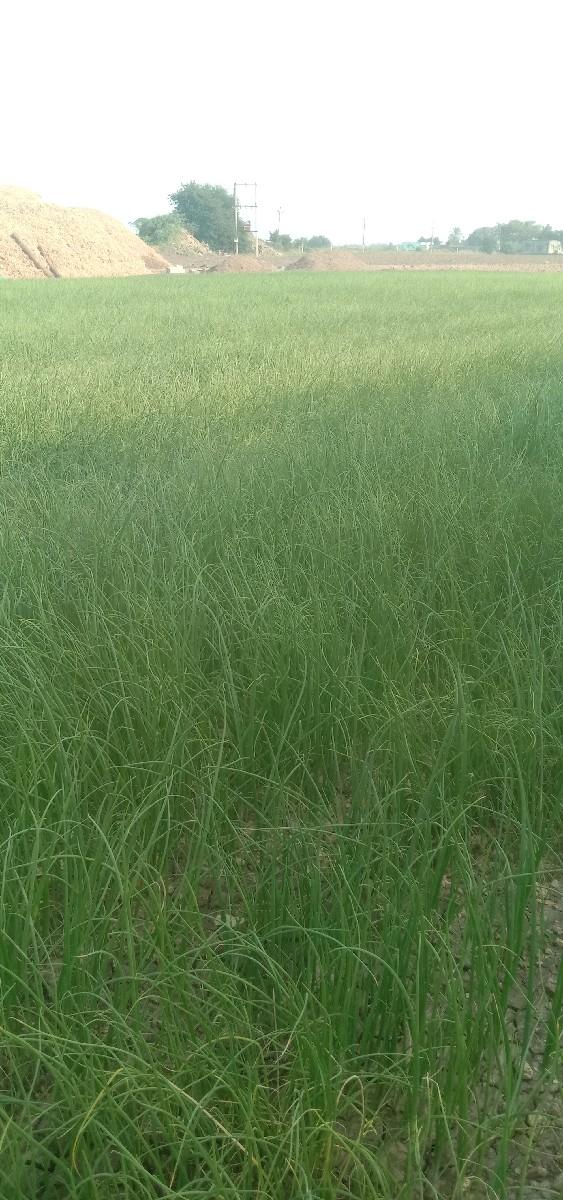 dugrino rop vesvano se